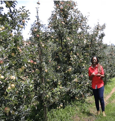 APPLE PLANTATIONS IN ZIMBABWE at CLAREMONT IN INYANGA the EASTERN HIGHLANDS