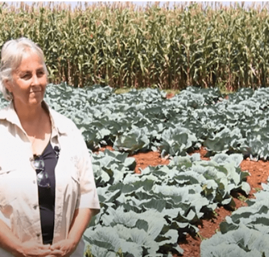 vegetable industry of Zimbabwe with AVANOS SEEDS