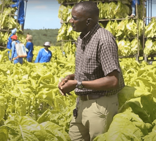 Tobacco reaping , handling and curing